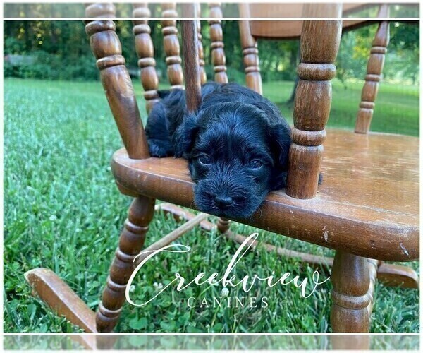 Medium Photo #6 Havachon Puppy For Sale in NIANGUA, MO, USA
