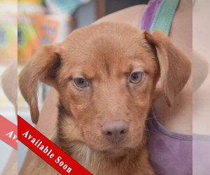 Australian Shepherd-Unknown Mix Dogs for adoption in Huntley, IL, USA