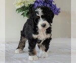 Small Photo #3 Bernedoodle Puppy For Sale in FREDERICKSBG, OH, USA