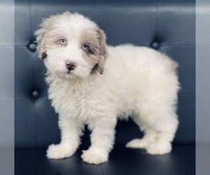 Aussiedoodle Miniature  Puppy for sale in CINCINNATI, OH, USA