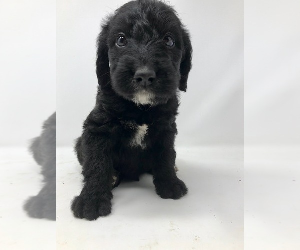 Medium Photo #9 Labradoodle Puppy For Sale in ROCKY MOUNT, NC, USA