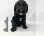 Small Photo #9 Labradoodle Puppy For Sale in ROCKY MOUNT, NC, USA