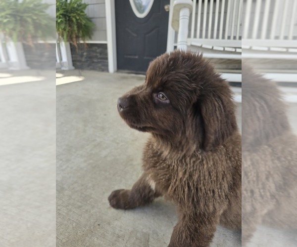 Medium Photo #9 Newfoundland Puppy For Sale in TILTON, IL, USA