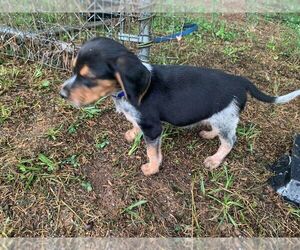 Beagle Puppy for sale in BISHOP, GA, USA