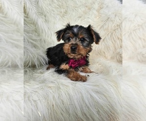 Yorkshire Terrier Puppy for sale in INDIANAPOLIS, IN, USA