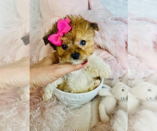 Medium Photo #26 Morkie Puppy For Sale in THONOTOSASSA, FL, USA