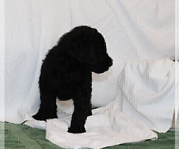 Medium Photo #4 Poodle (Standard) Puppy For Sale in LAKE CITY, FL, USA