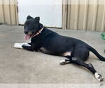 Small #7 Boxer Mix