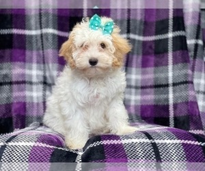ShihPoo Puppy for sale in LAKELAND, FL, USA