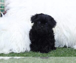 Shih-Poo Puppy for sale in MARIETTA, GA, USA