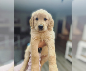 Goldendoodle Puppy for sale in STEPHENS CITY, VA, USA