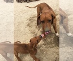 Small Photo #80 Rhodesian Ridgeback Puppy For Sale in MORONGO VALLEY, CA, USA
