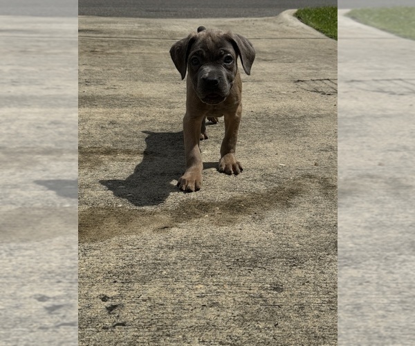 Medium Photo #1 Cane Corso Puppy For Sale in DOTHAN, AL, USA