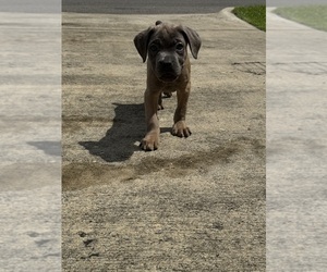 Medium Cane Corso