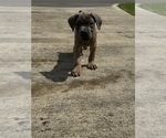 Puppy Puppy 2 Cane Corso