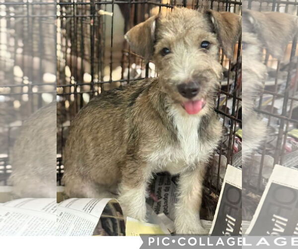 Medium Photo #3 Jack Russell Terrier-Unknown Mix Puppy For Sale in Virginia Beach, VA, USA