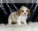 Small #3 Cavalier King Charles Spaniel