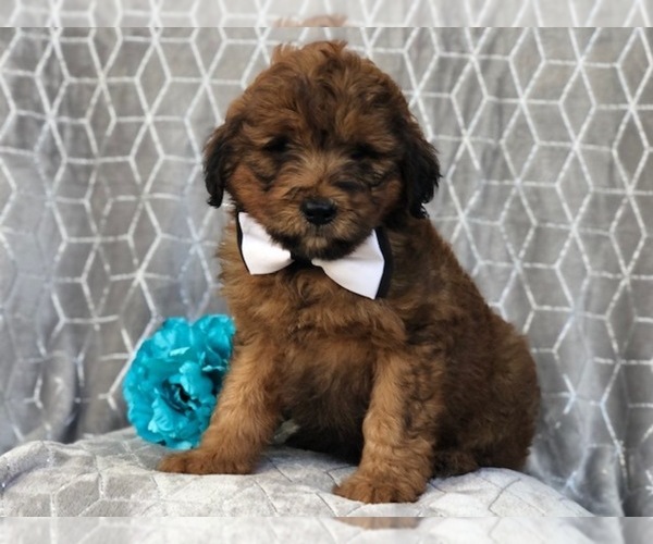 Medium Photo #10 Aussiedoodle Puppy For Sale in LAKELAND, FL, USA