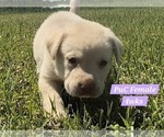 Small Photo #113 Labrador Retriever Puppy For Sale in EDGEWOOD, TX, USA