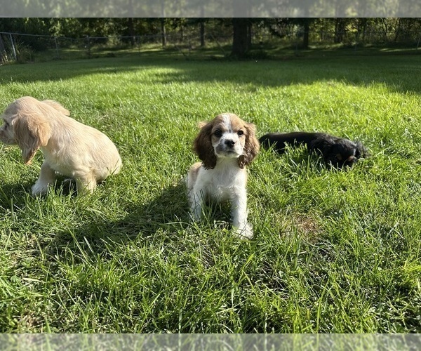 Medium Photo #7 Cocker Spaniel Puppy For Sale in ATHENS, WI, USA
