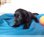 Small Photo #1 Labrador Retriever Puppy For Sale in REED CITY, MI, USA