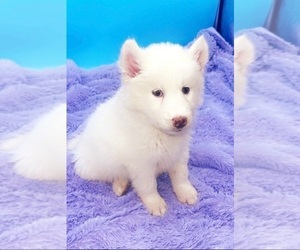 Siberian Husky Puppy for sale in SANDY HOOK, KY, USA