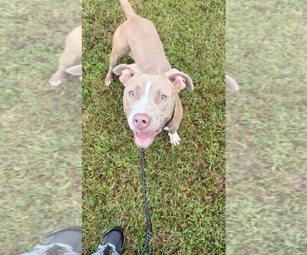Medium Photo #2 Mutt Puppy For Sale in Glen Allen, VA, USA