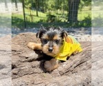 Small #6 Yorkshire Terrier