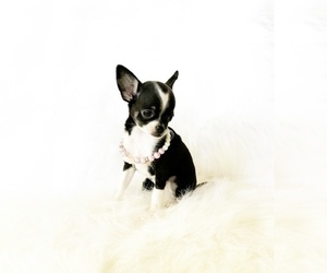 Chihuahua Puppy for sale in SACRAMENTO, CA, USA