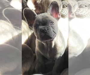 French Bulldog Litter for sale in CLEVELAND, OK, USA