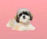 Small Photo #14 Shih Tzu Puppy For Sale in SAN DIEGO, CA, USA