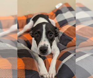 Rat Terrier-Unknown Mix Dogs for adoption in Oakhurst, NJ, USA