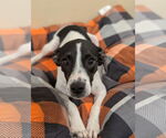 Small Rat Terrier Mix