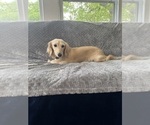 Small Photo #1 Dachshund Puppy For Sale in MEMPHIS, TN, USA