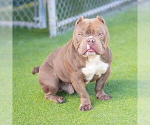 French Bulldog-Staffordshire Bull Terrier Mix Dogs for adoption in Camarillo, CA, USA