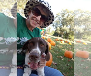 Chevron (Chevy) - Male Pointer Dog for Adoption - Photo #2