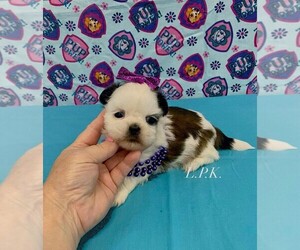 Shih Tzu Puppy for sale in WINNSBORO, LA, USA