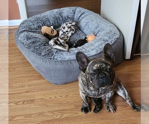 French Bulldog Puppy for sale in CENTER POINT, AL, USA
