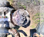 Small #2 American Bulldog Mix