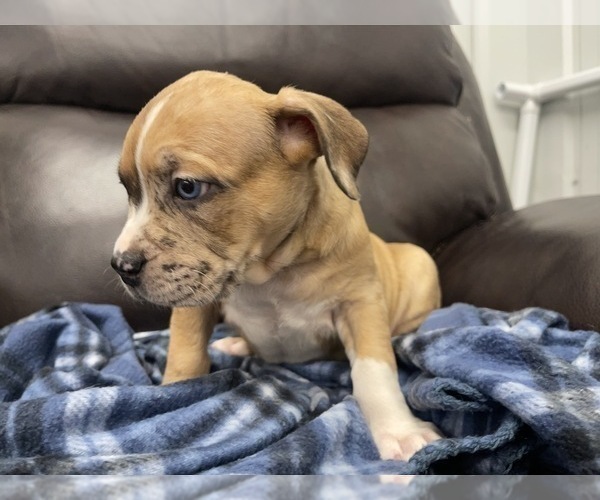 Medium Photo #65 American Bully Puppy For Sale in REESEVILLE, WI, USA