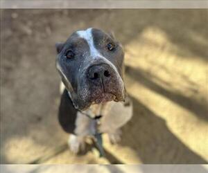 American Pit Bull Terrier Dogs for adoption in Martinez, CA, USA