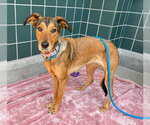 Small Photo #3 Doberman Pinscher-Unknown Mix Puppy For Sale in Rancho Cucamonga, CA, USA