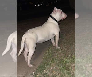 Mother of the American Bully puppies born on 10/06/2021