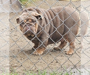 Mother of the English Bulldog puppies born on 01/19/2026