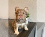 Small #4 French Bulldog