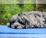 Small #25 Poodle (Toy)
