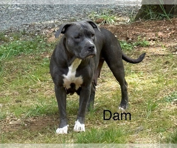 Medium Photo #1 American Bully Puppy For Sale in INDIAN TRAIL, NC, USA