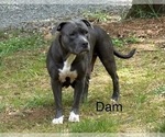 Small Photo #1 American Bully Puppy For Sale in INDIAN TRAIL, NC, USA