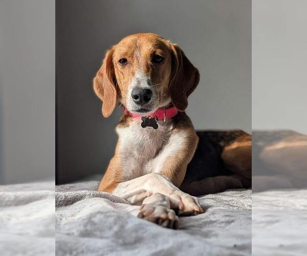 Medium Photo #6 Treeing Walker Coonhound-Unknown Mix Puppy For Sale in Kennesaw, GA, USA