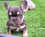 Small Photo #6 French Bulldog Puppy For Sale in LAS VEGAS, NV, USA